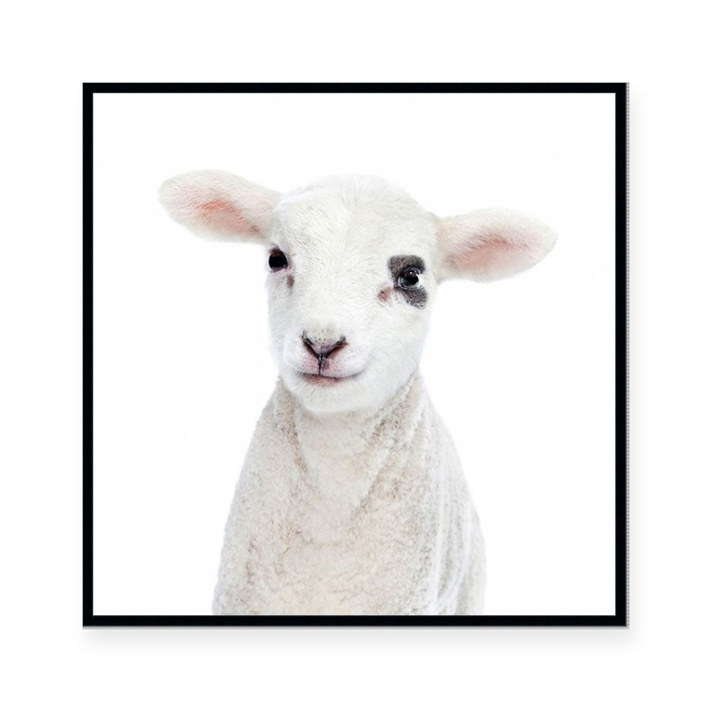 Lamb | Square
