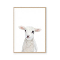 Lamb | Portrait