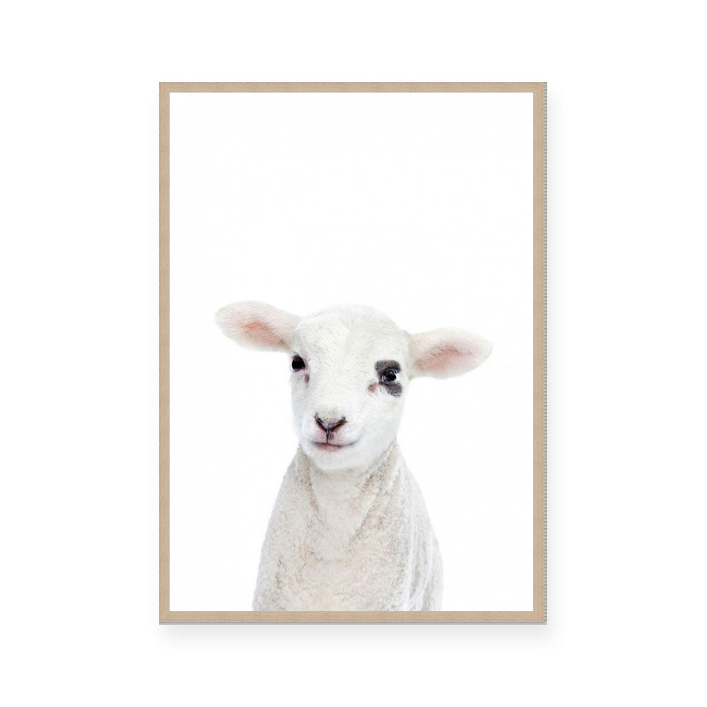 Lamb | Portrait