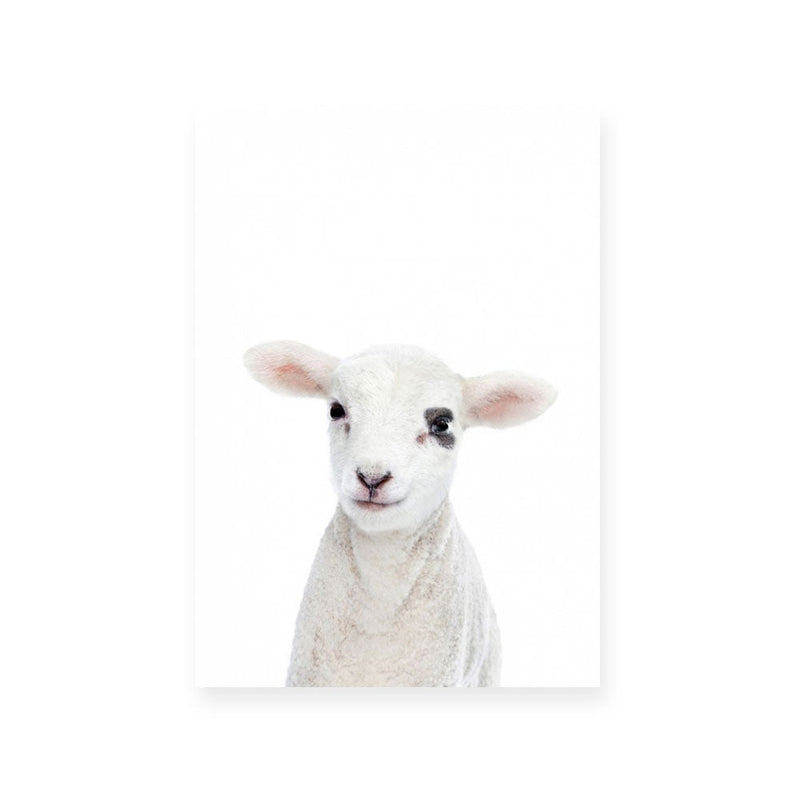 Lamb | Portrait