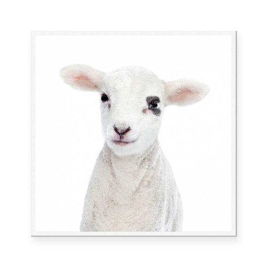 Lamb | Square