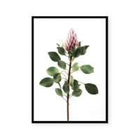 Long Stem Protea