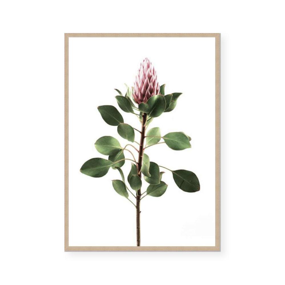 Long Stem Protea