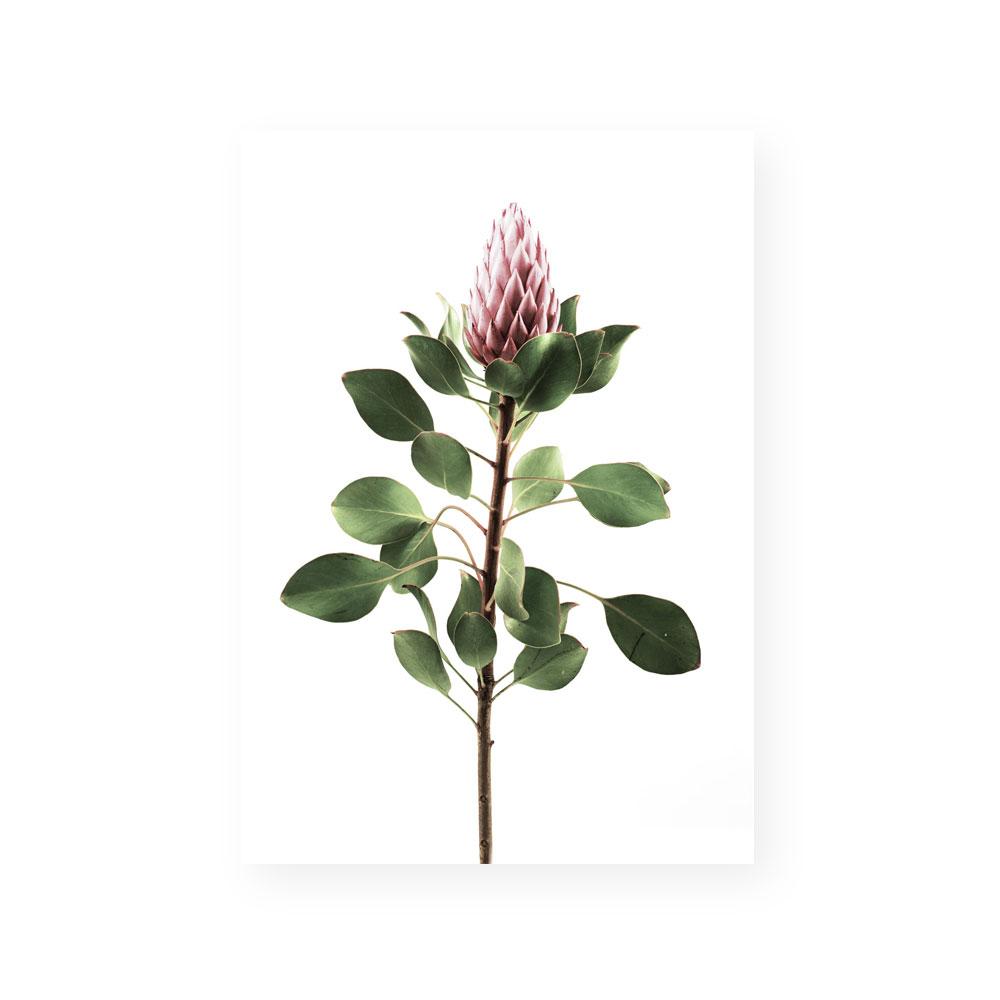Long Stem Protea
