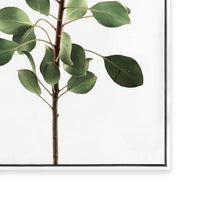 Long Stem Protea