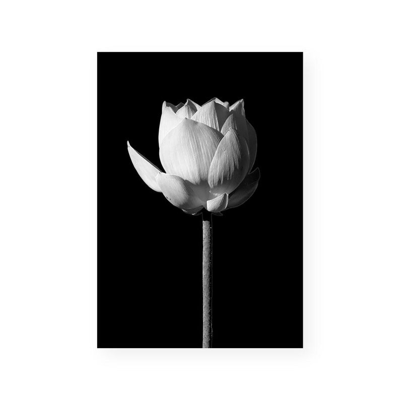 Lotus | Black