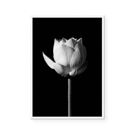 Lotus | Black