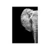 Monochrome Savanna / Elephant