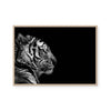 Monochrome Savanna | Tiger