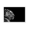 Monochrome Savanna | Tiger