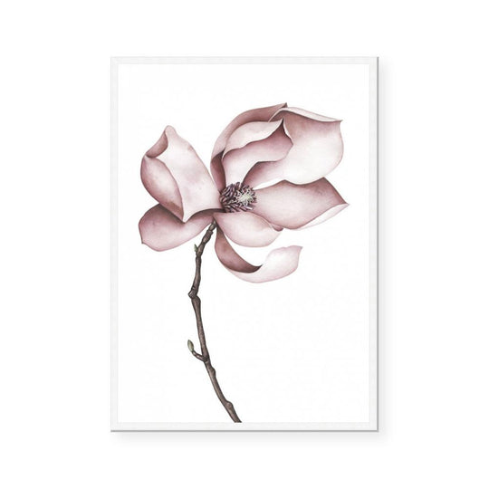 Magnolia Rose I