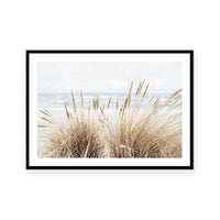 Marram | Landscape