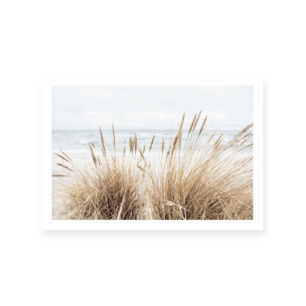 Marram | Landscape