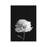 Mono Peony