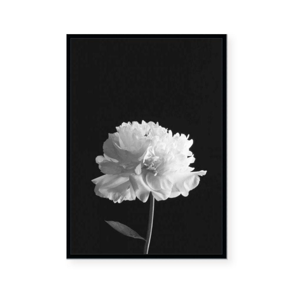 Mono Peony