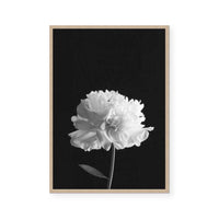 Mono Peony