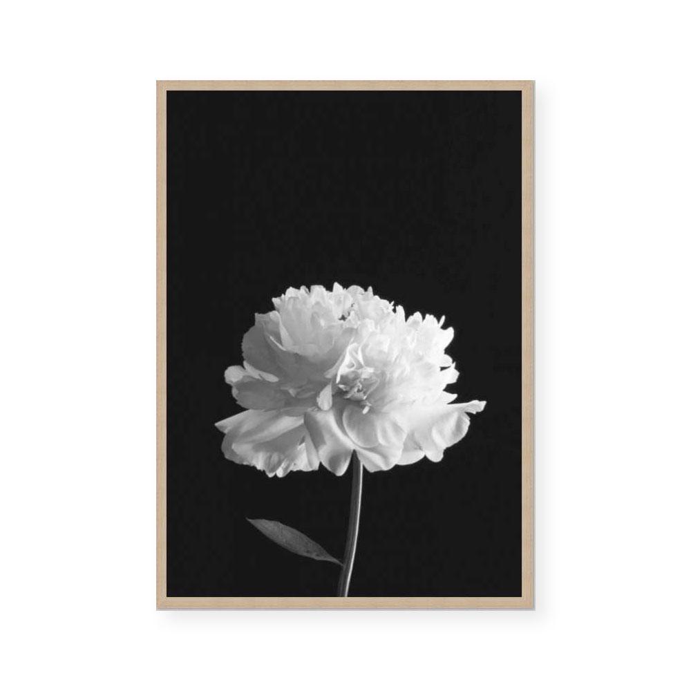 Mono Peony