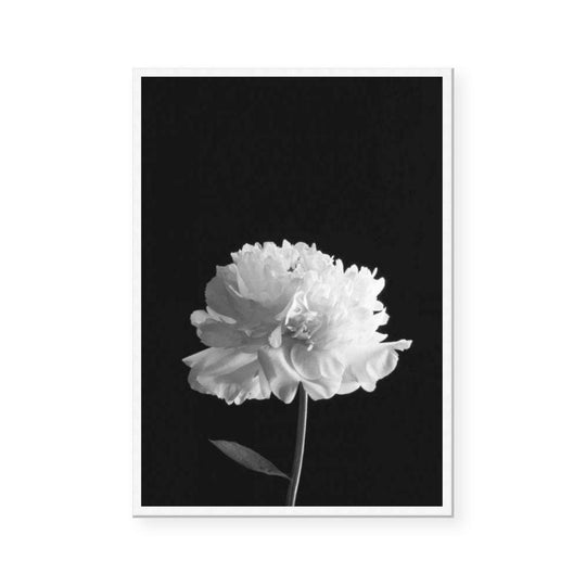 Mono Peony