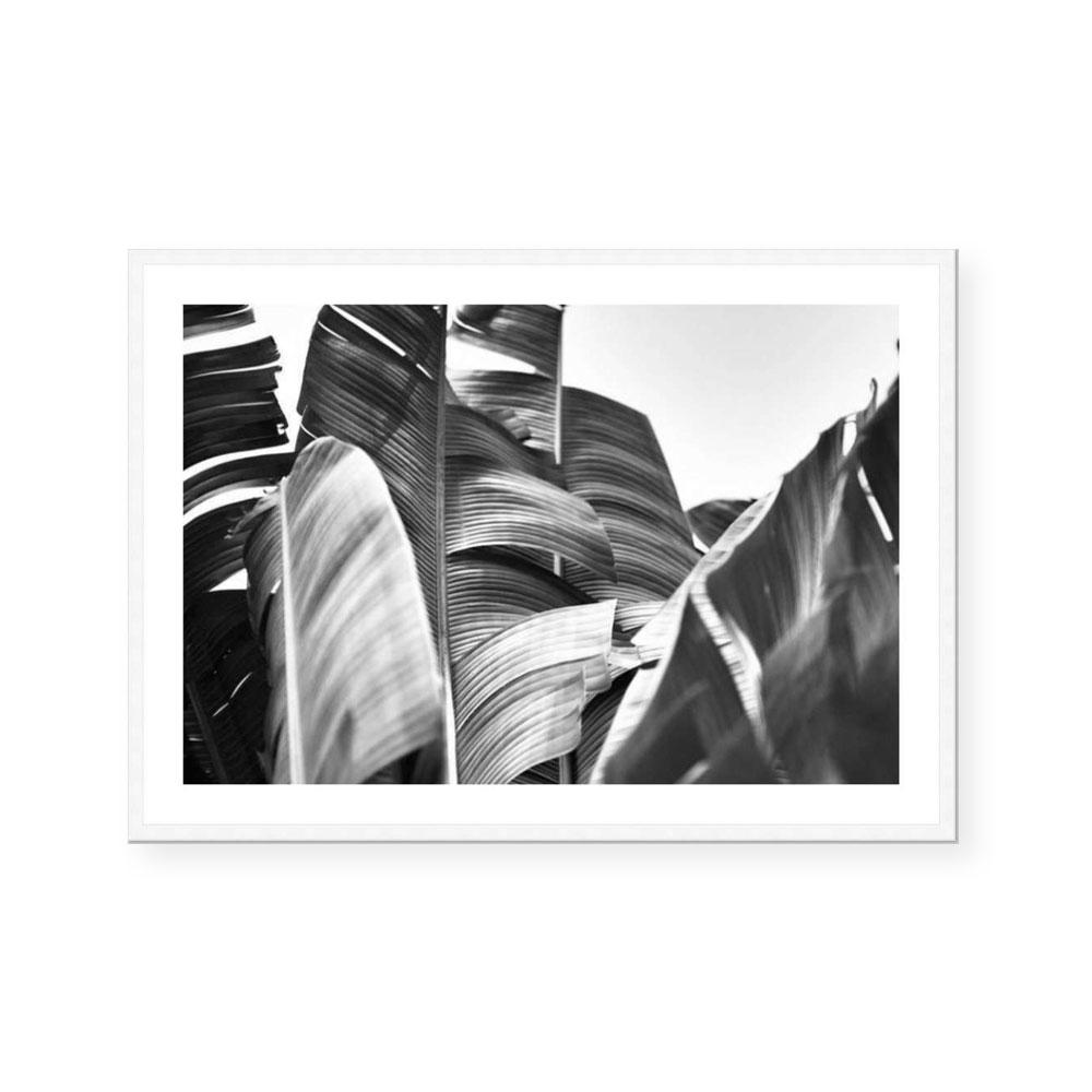 Mono Bahama II