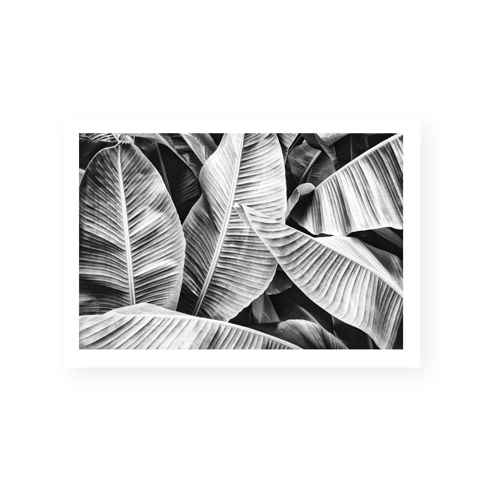 Mono Bahama I
