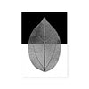 Mono Leaf I