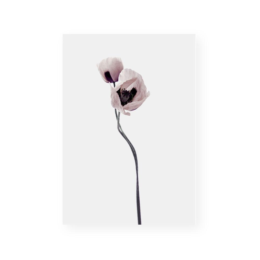 Muted Petals I