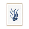 Navy Sea Kelp I