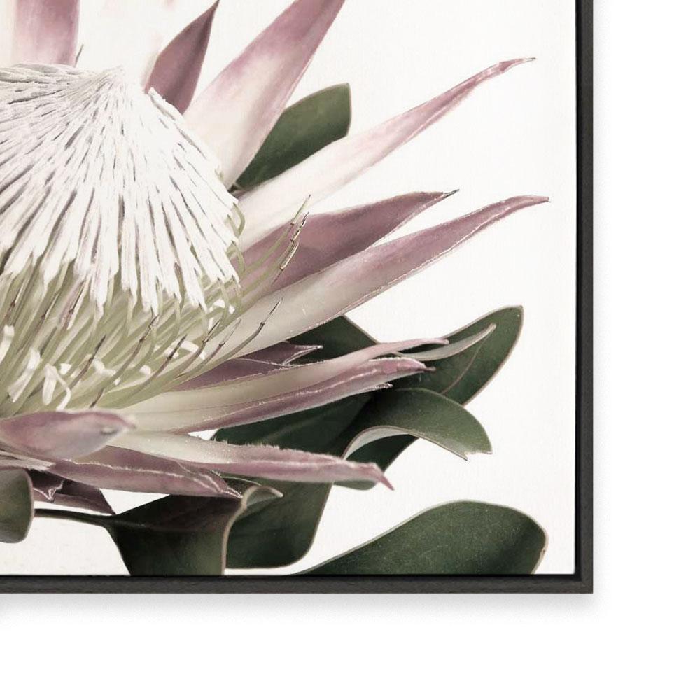 Open Protea