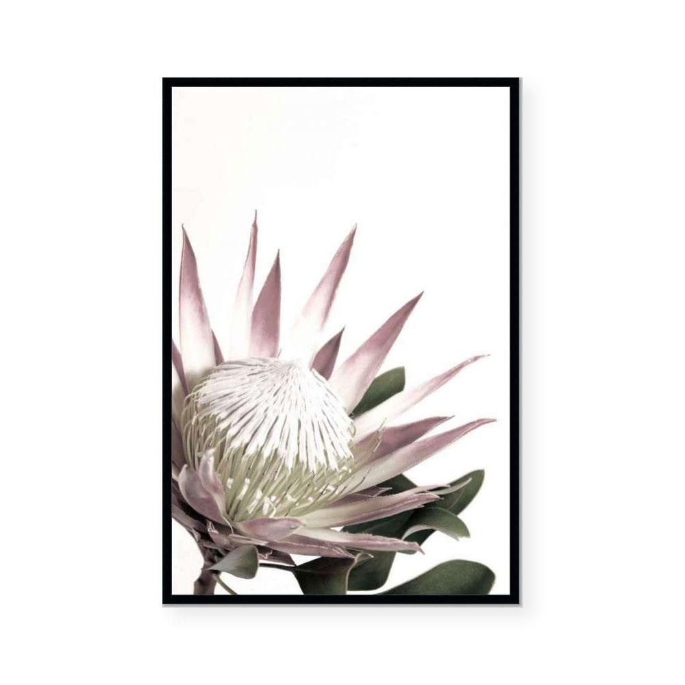 Open Protea