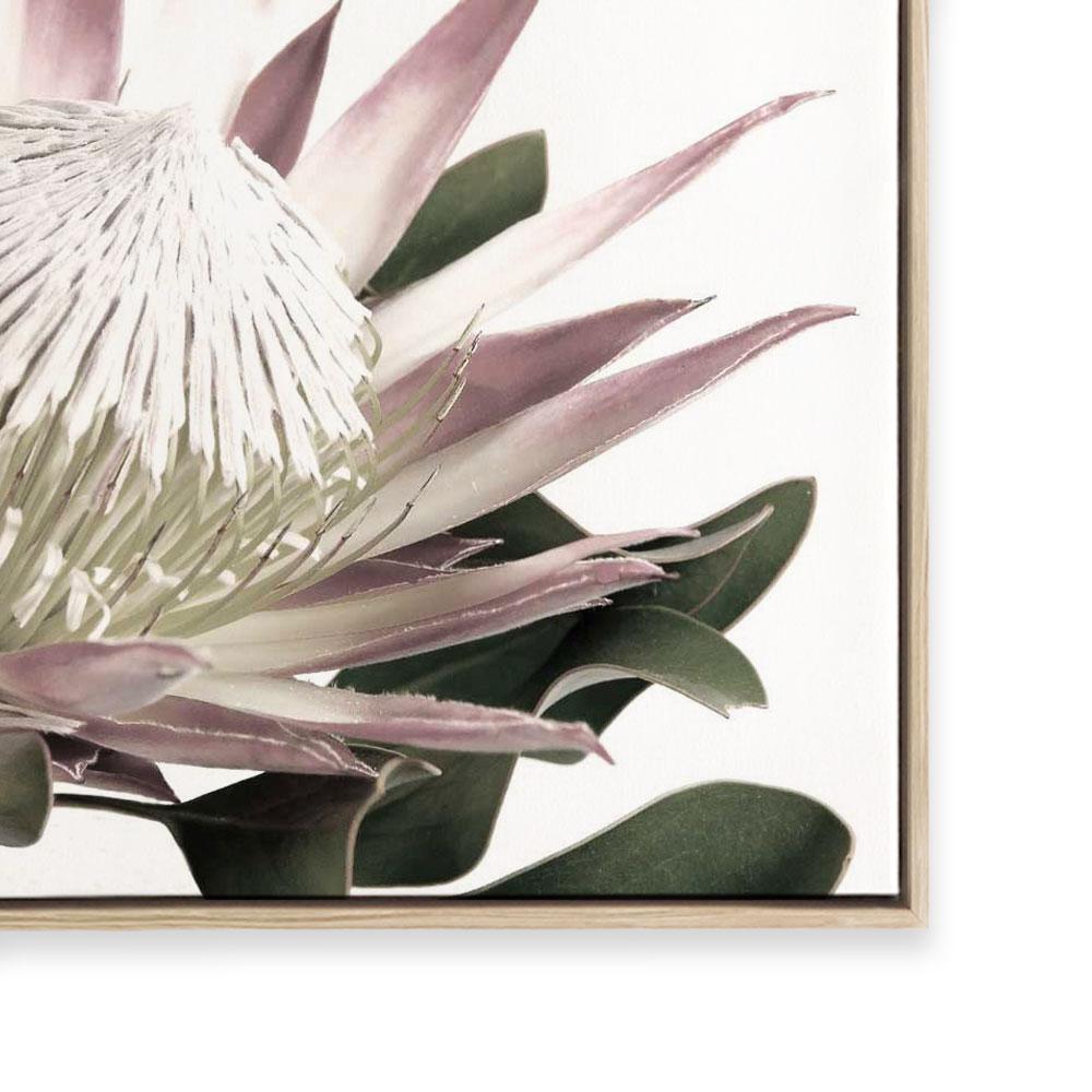 Open Protea