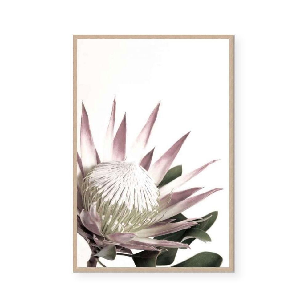 Open Protea