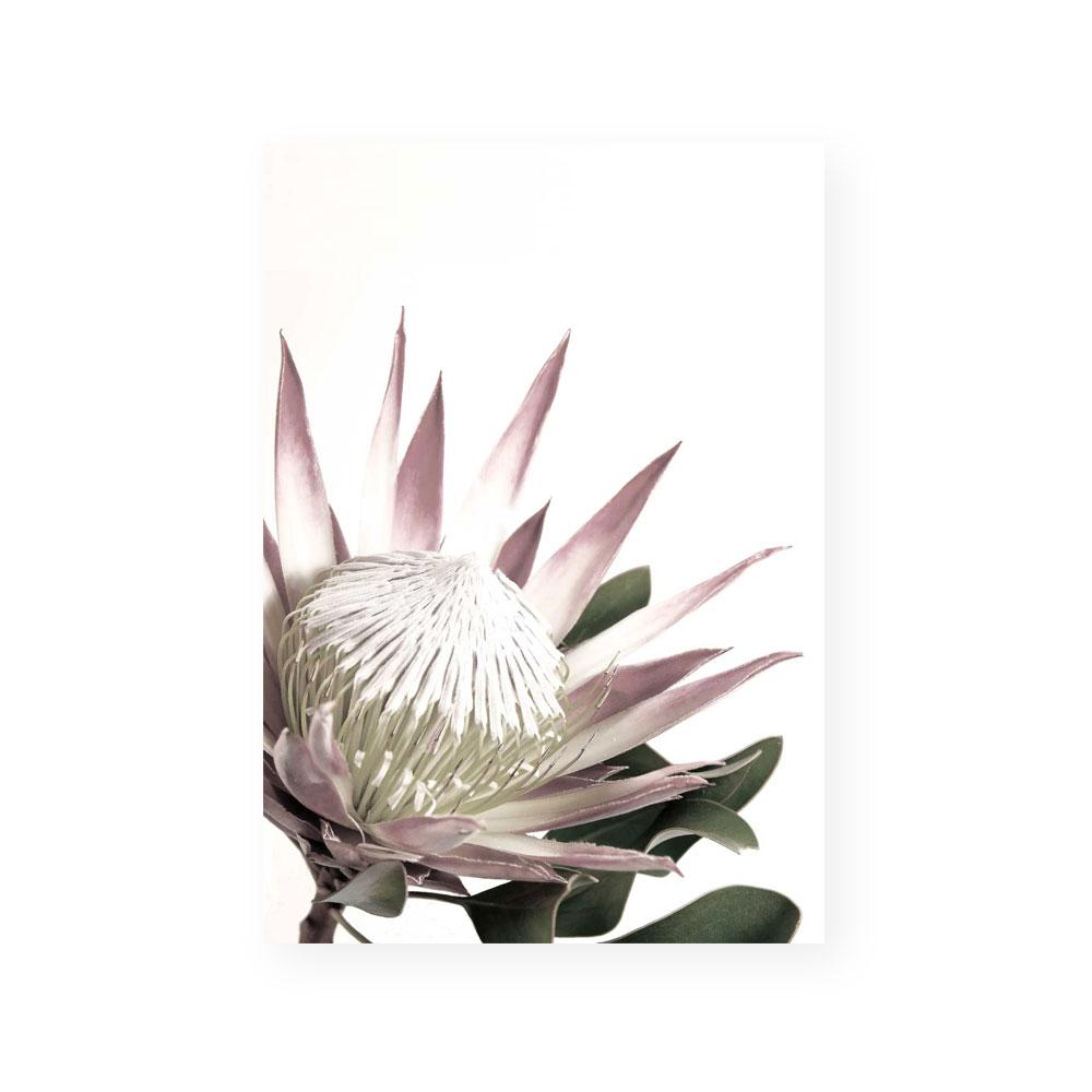 Open Protea