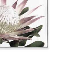 Open Protea