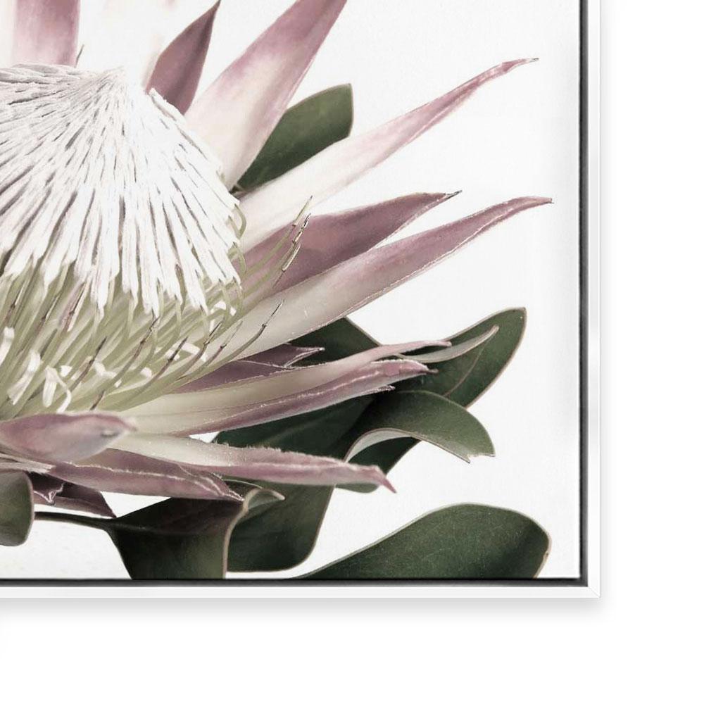 Open Protea
