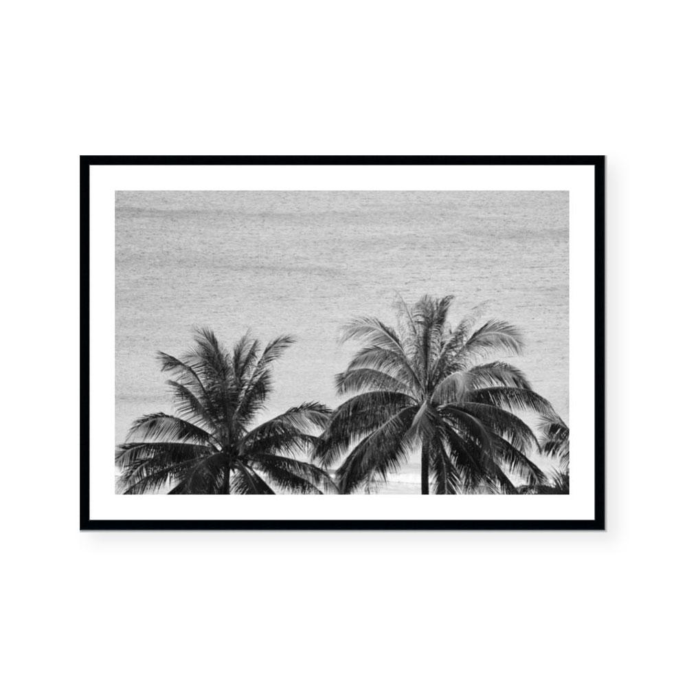 Palms