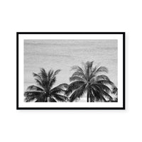 Palms