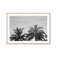 Palms