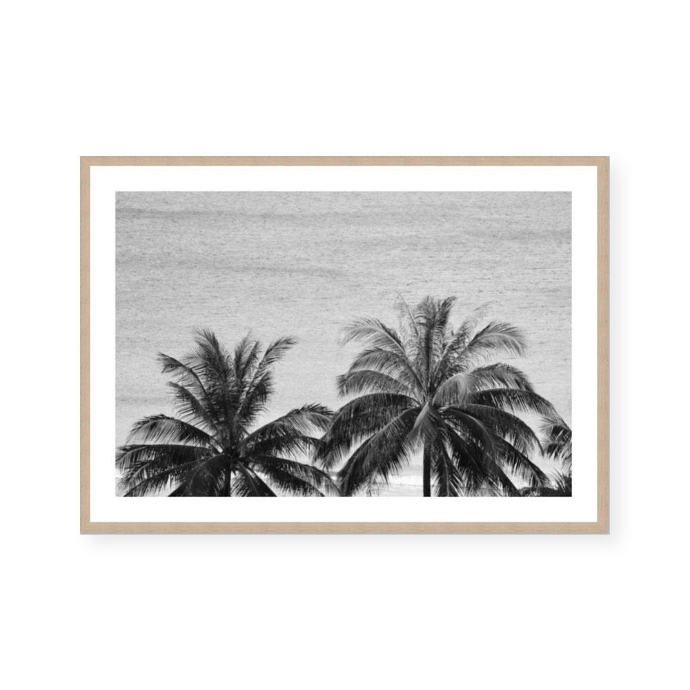 Palms