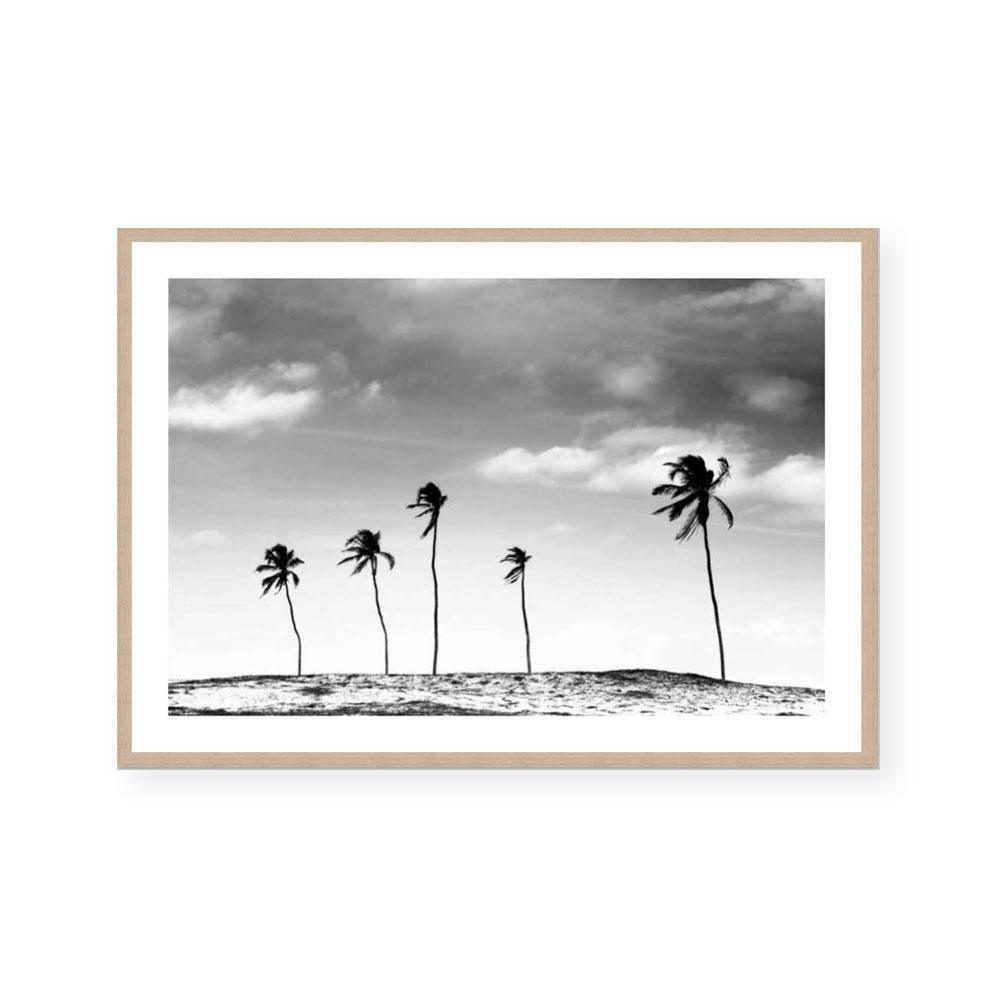 Palm Life
