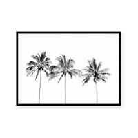 Palm Trio