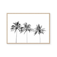 Palm Trio