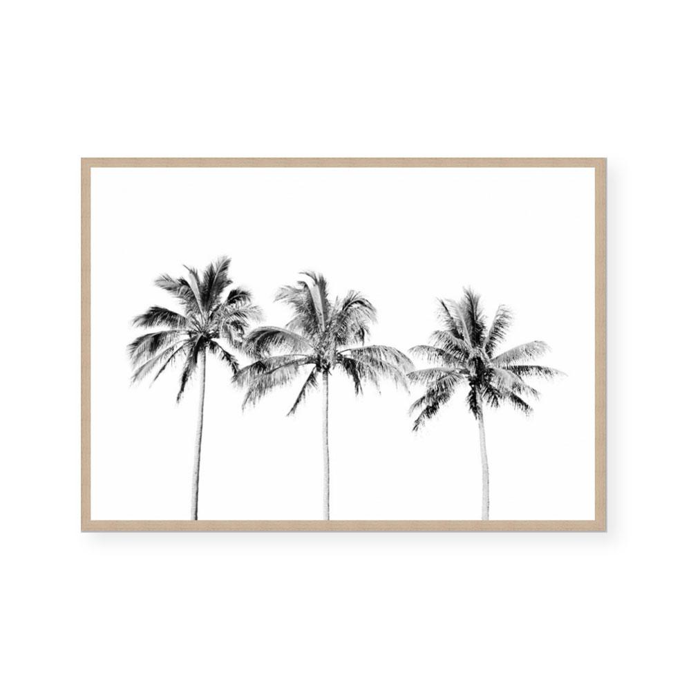 Palm Trio