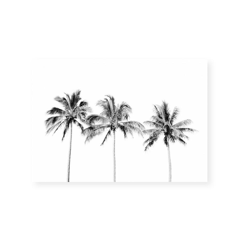 Palm Trio