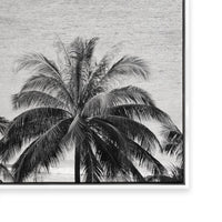 Palms