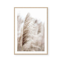 Pampas I