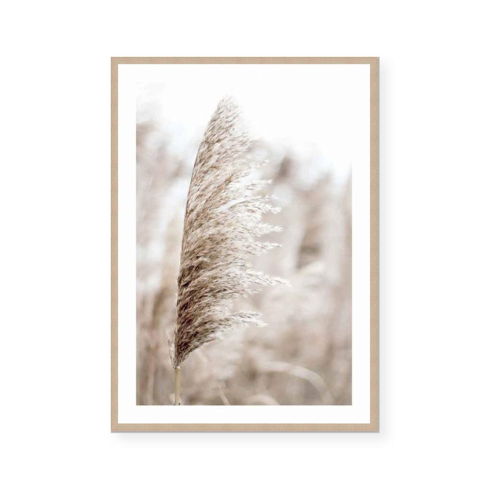 Pampas I