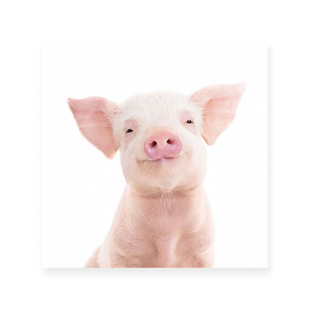 Piglet | Square