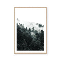 Pine Forest