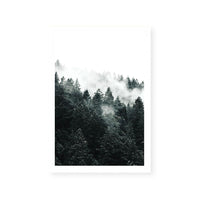 Pine Forest