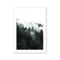 Pine Forest